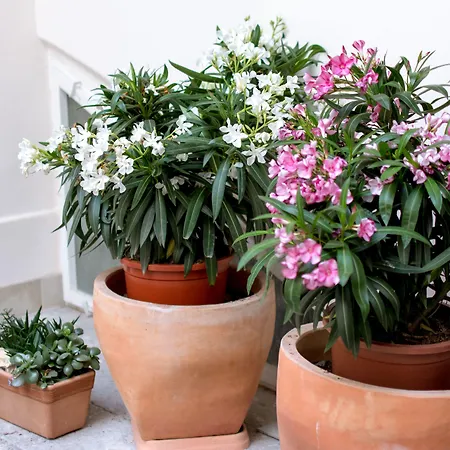 Corto Old Town Hotel 3*